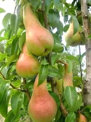 Get Your Sure Dwarf Fruits.