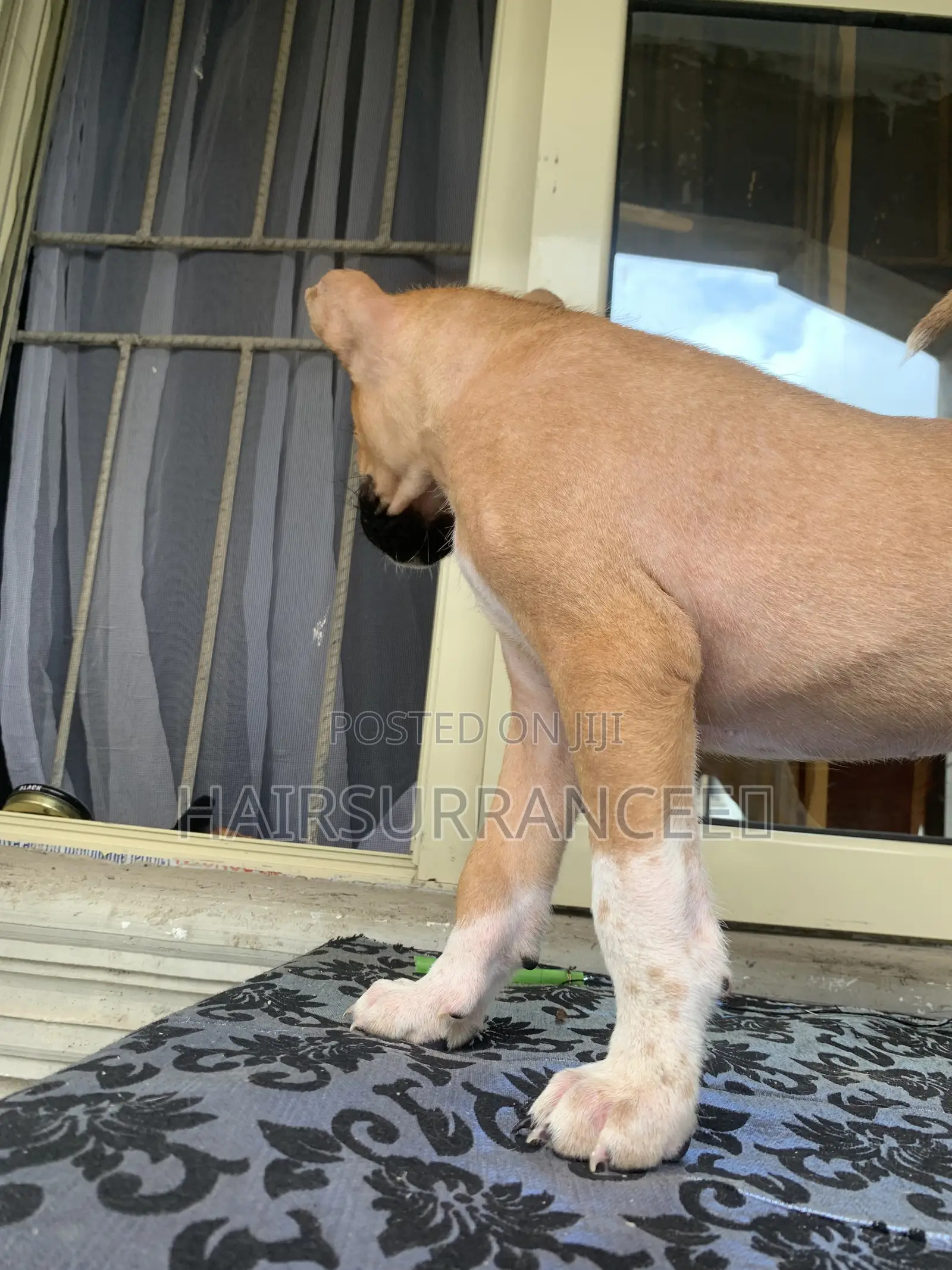 1-3 months Female Mixed Breed American Bully