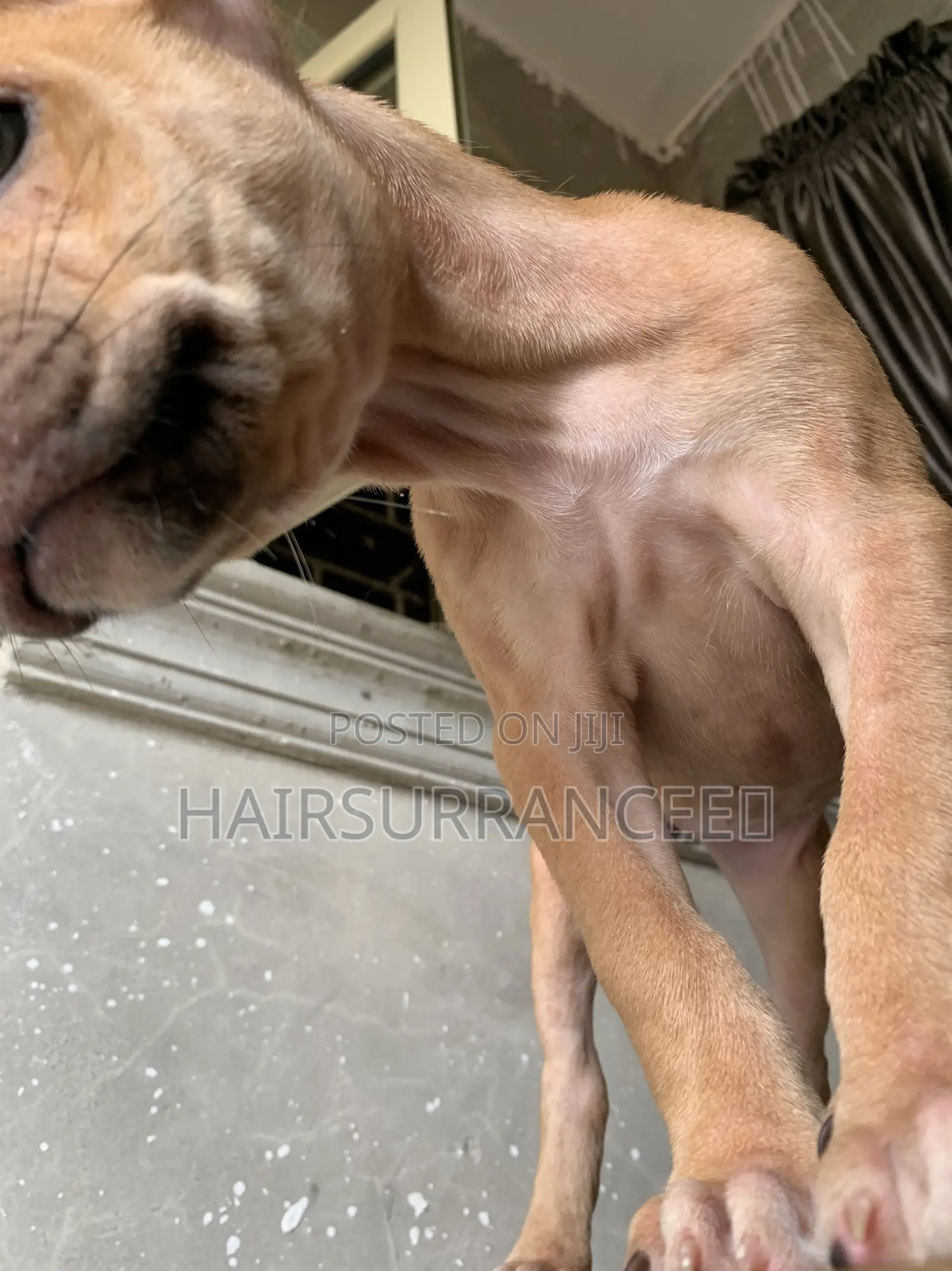 1-3 months Female Mixed Breed American Bully