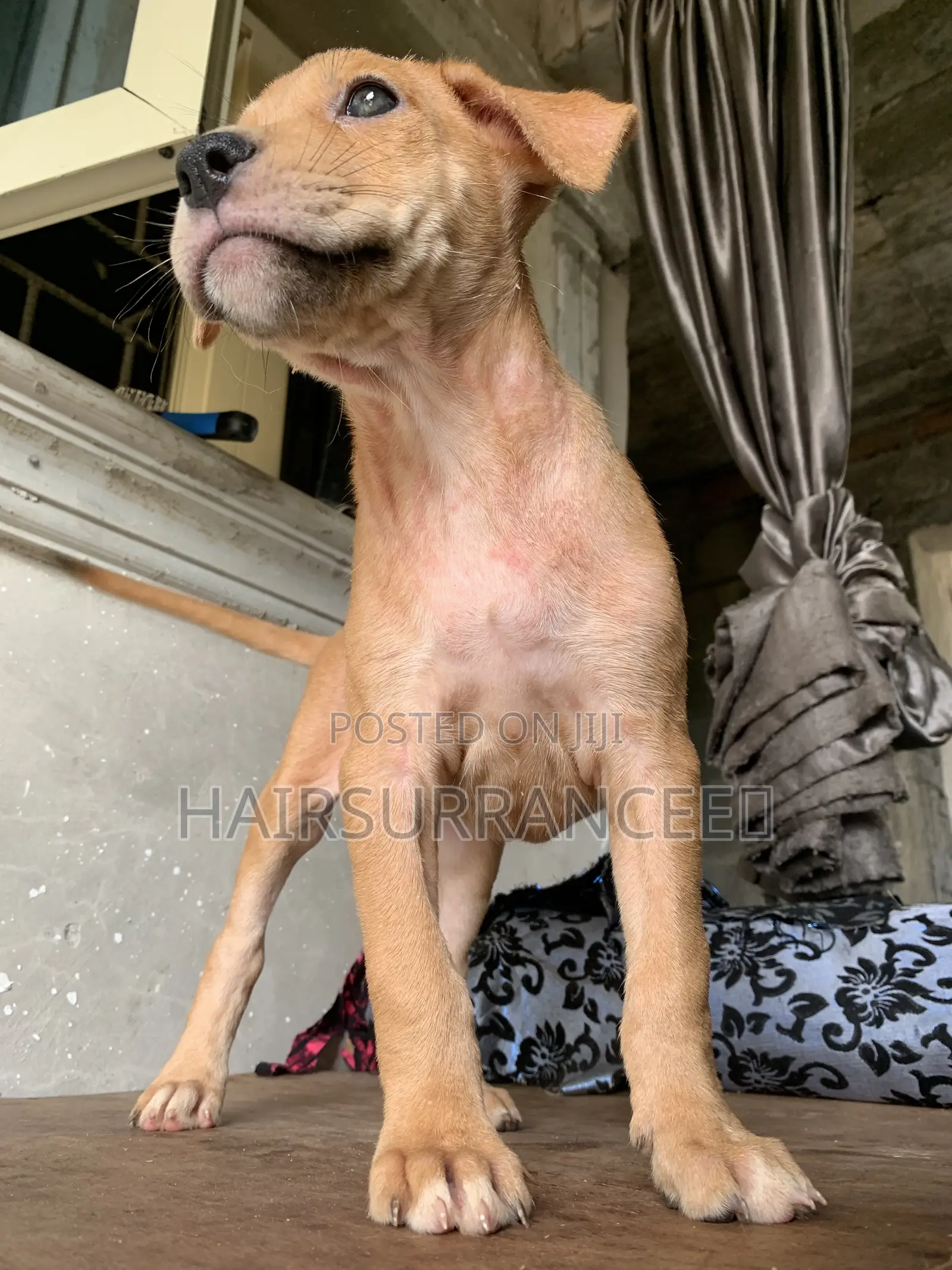 1-3 months Female Mixed Breed American Bully