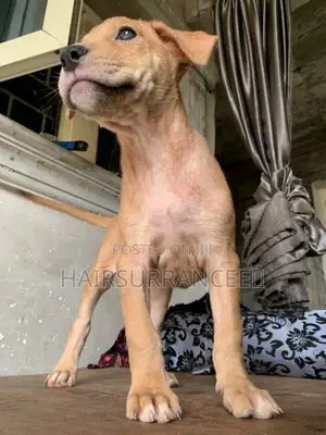 1-3 months Female Mixed Breed American Bully