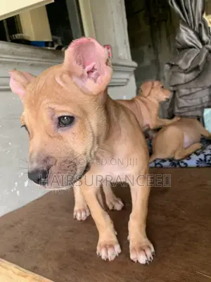 1-3 months Female Mixed Breed American Bully