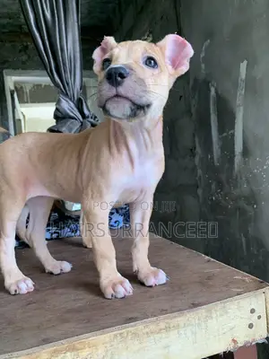 1-3 months Female Mixed Breed American Bully
