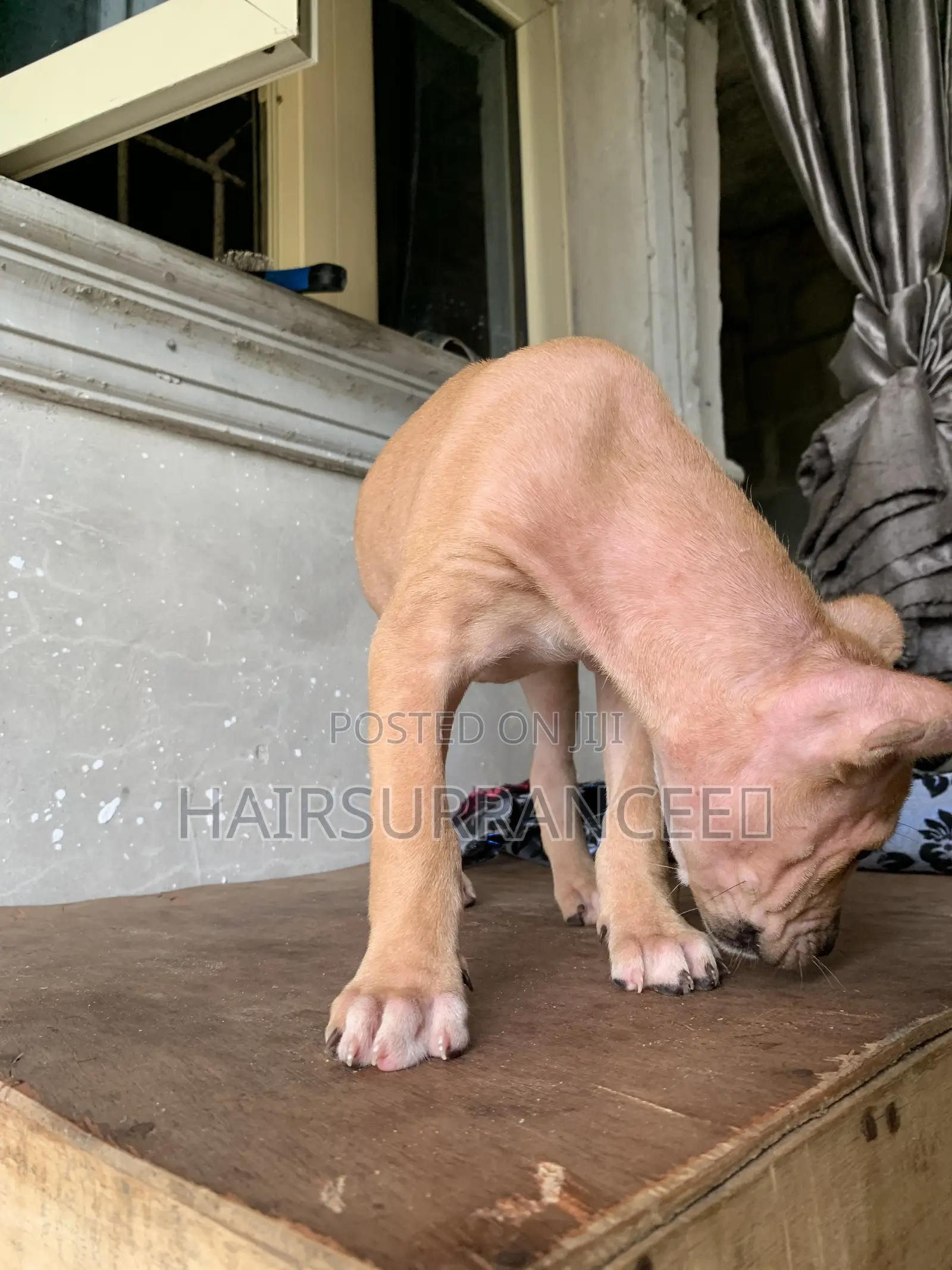 1-3 months Female Mixed Breed American Bully