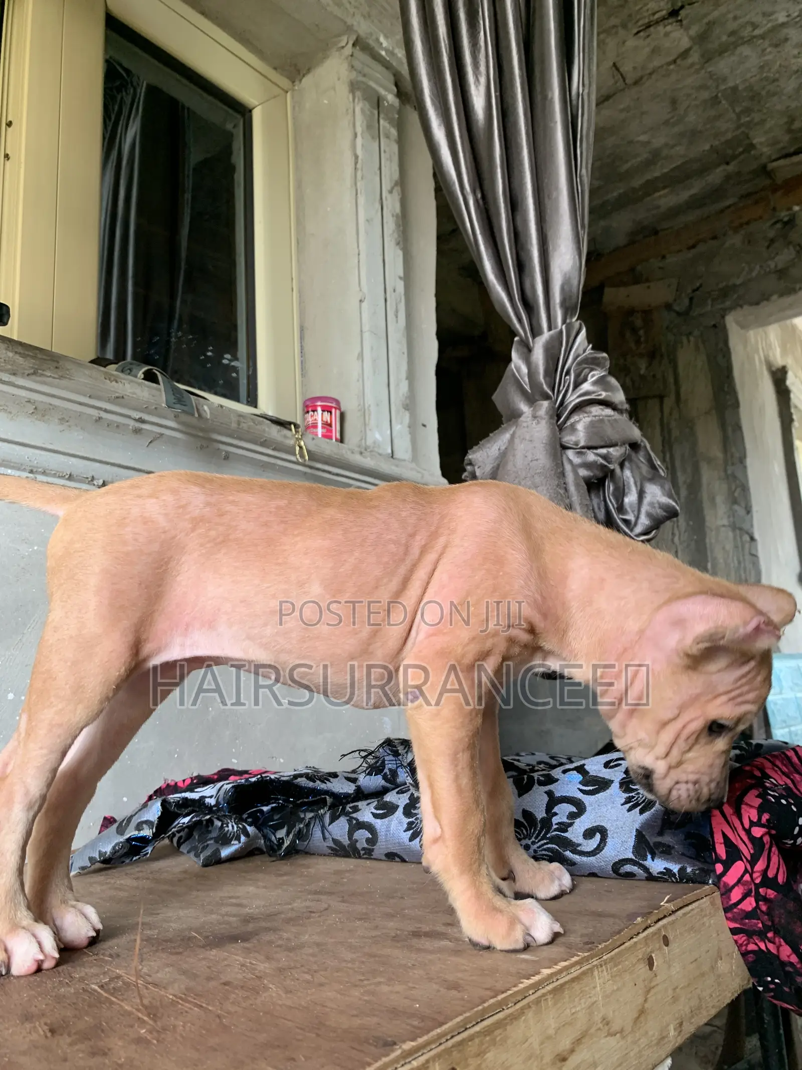 1-3 months Female Mixed Breed American Bully