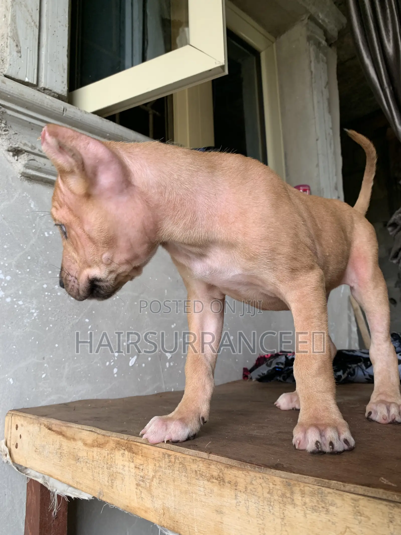 1-3 months Female Mixed Breed American Bully
