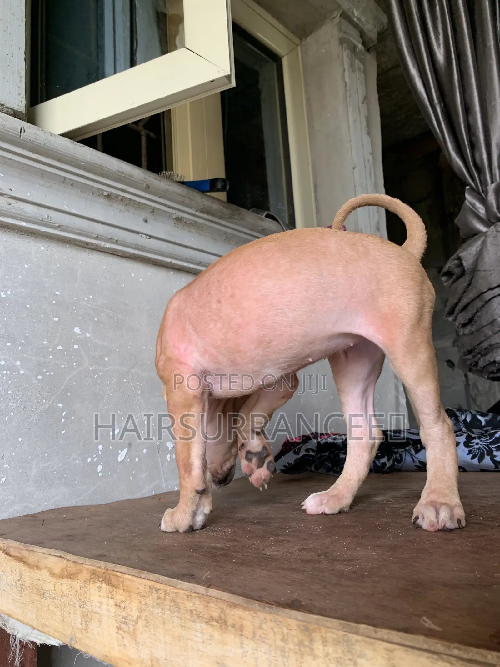 1-3 months Female Mixed Breed American Bully