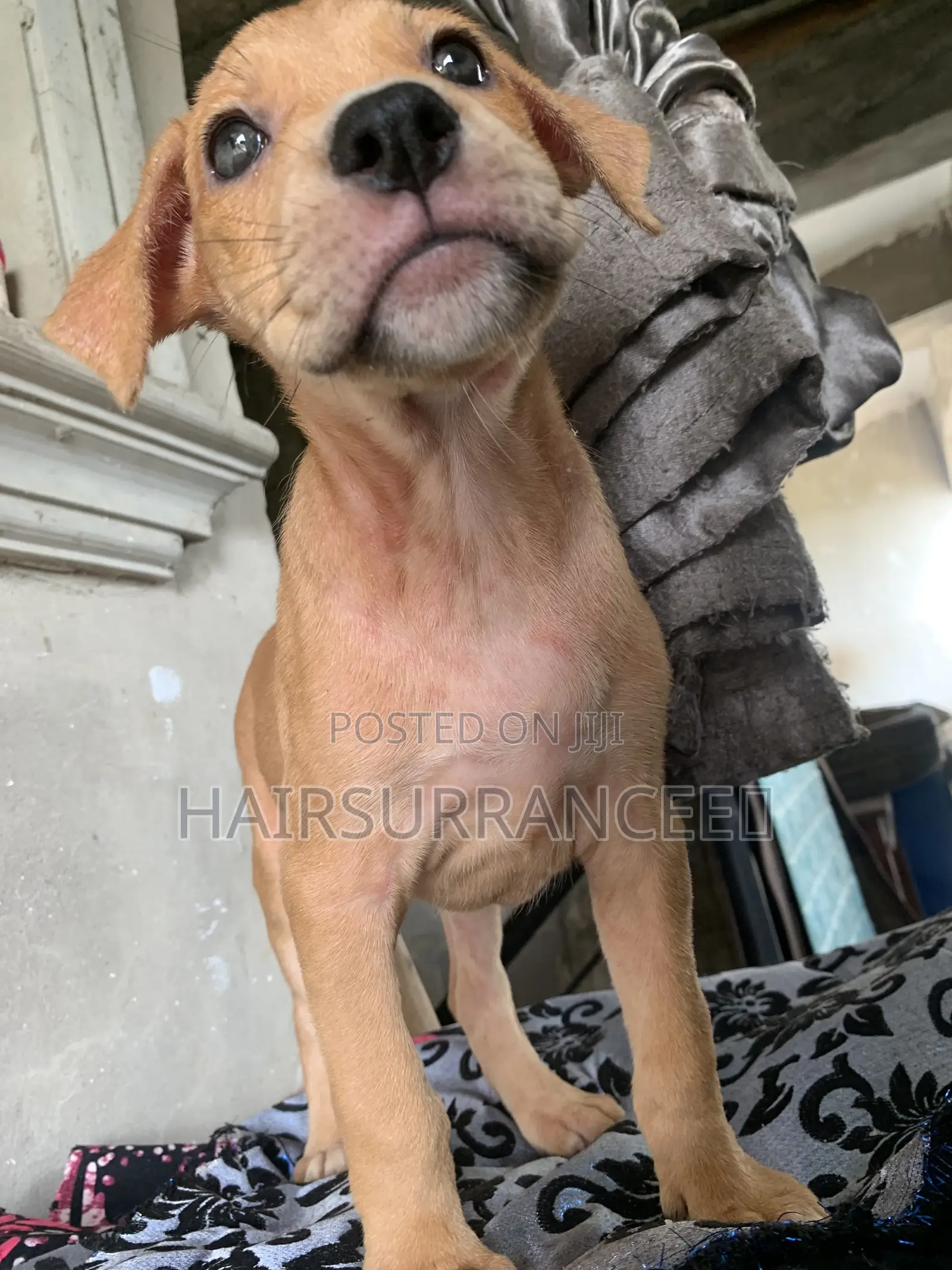 1-3 months Female Mixed Breed American Bully