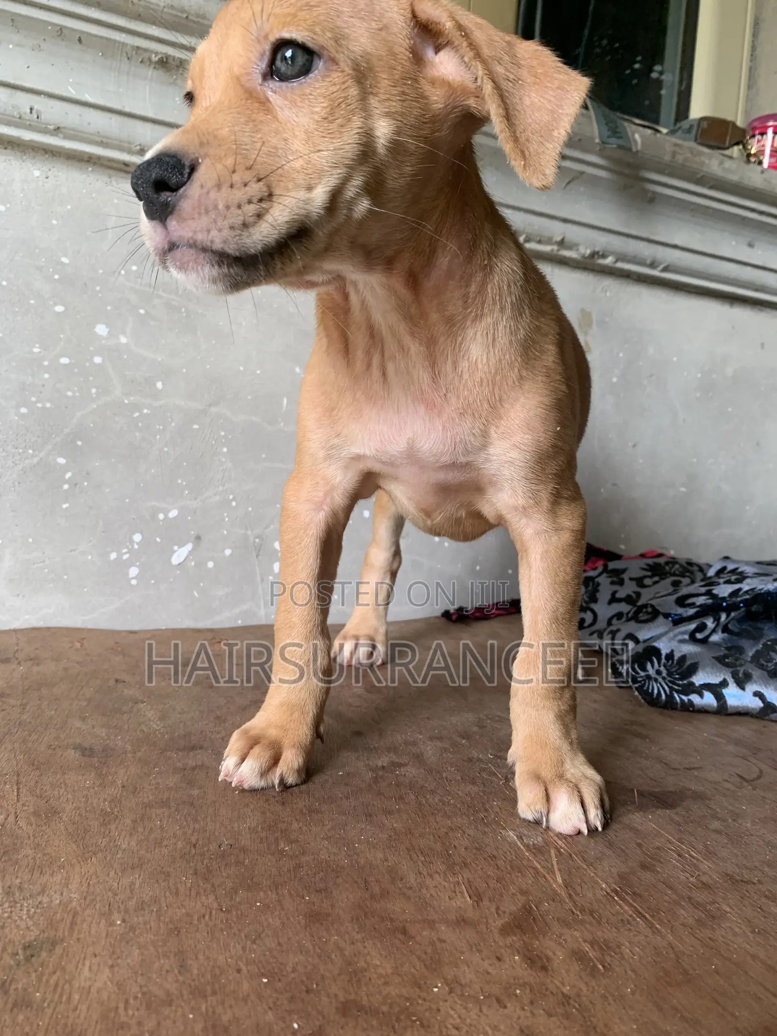 1-3 months Female Mixed Breed American Bully