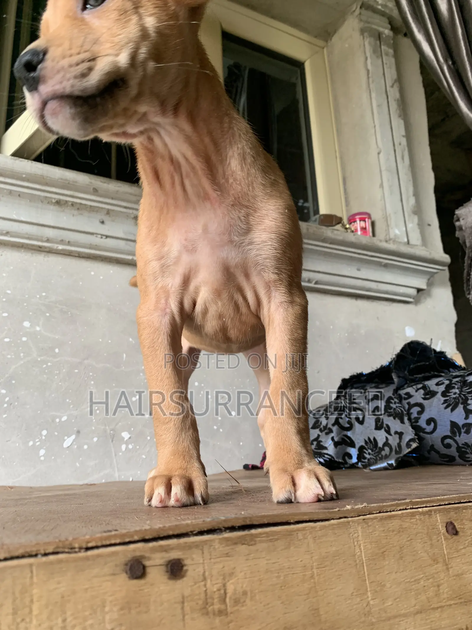 1-3 months Female Mixed Breed American Bully