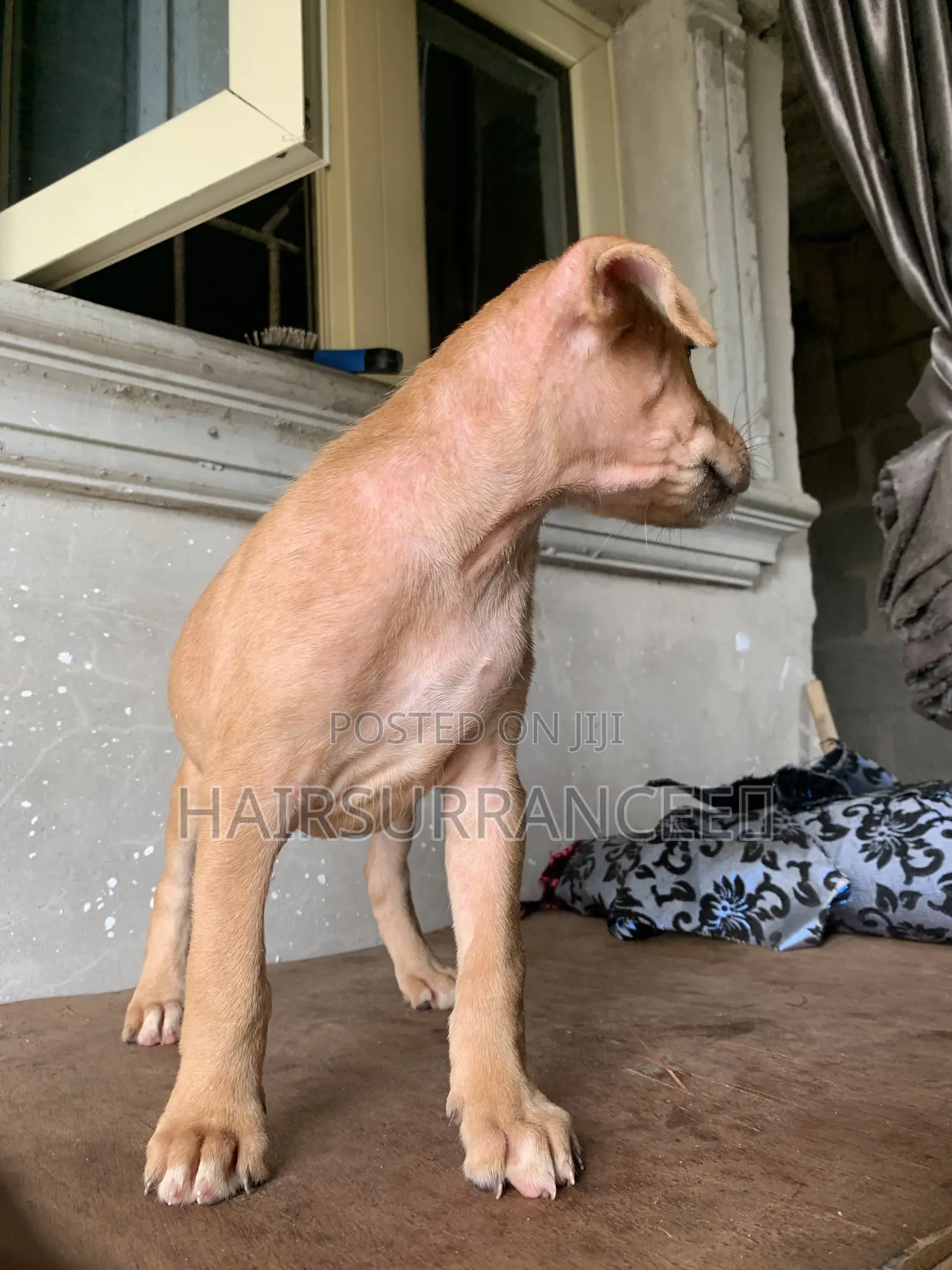 1-3 months Female Mixed Breed American Bully