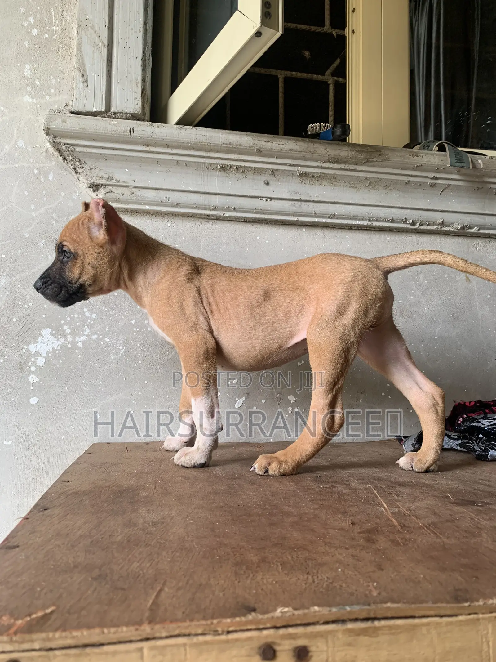 1-3 months Female Mixed Breed American Bully