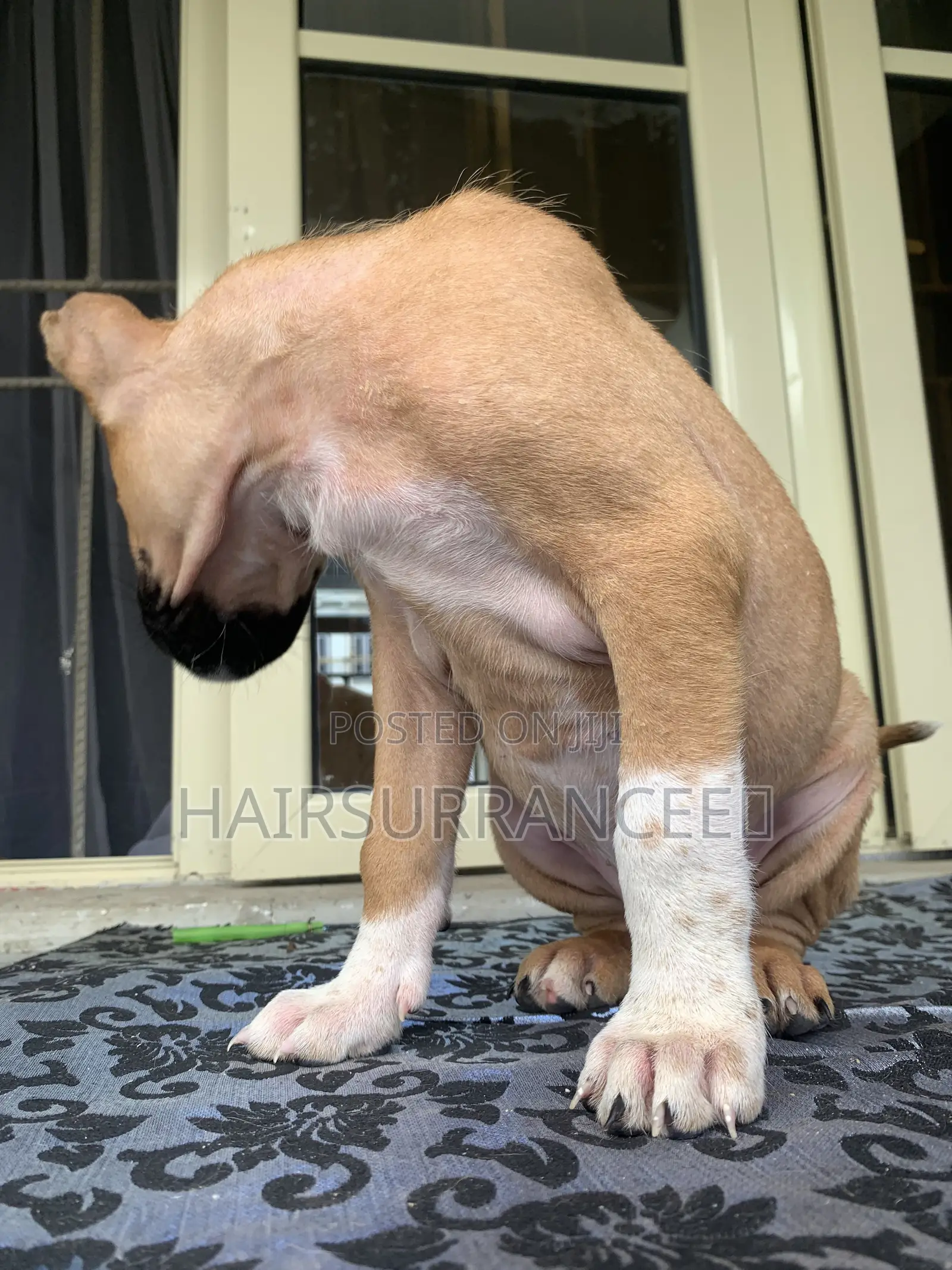 1-3 months Female Mixed Breed American Bully