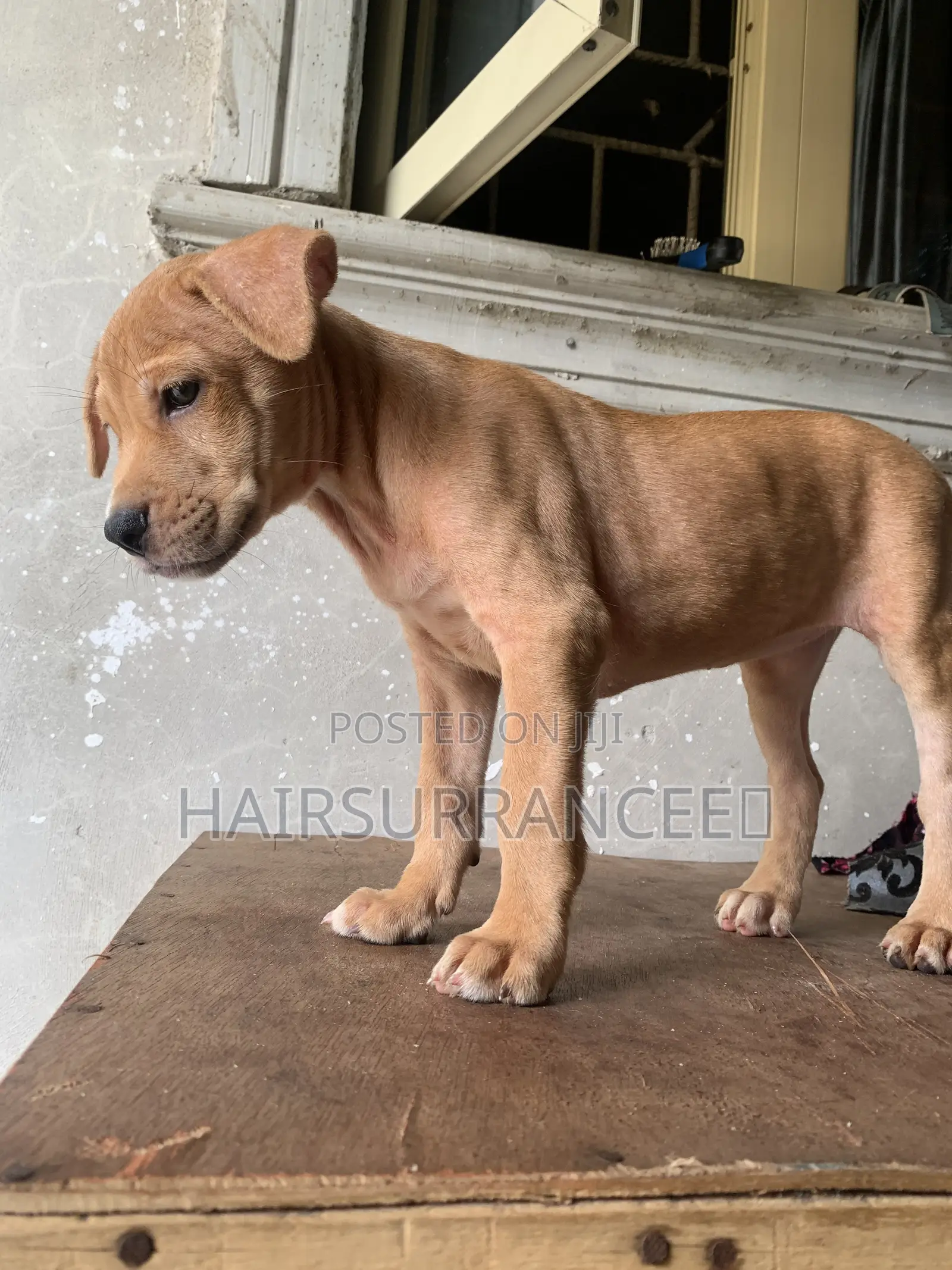 1-3 months Female Mixed Breed American Bully