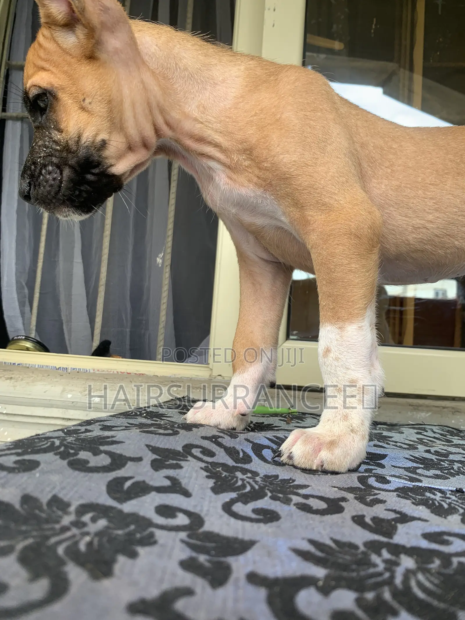 1-3 months Female Mixed Breed American Bully