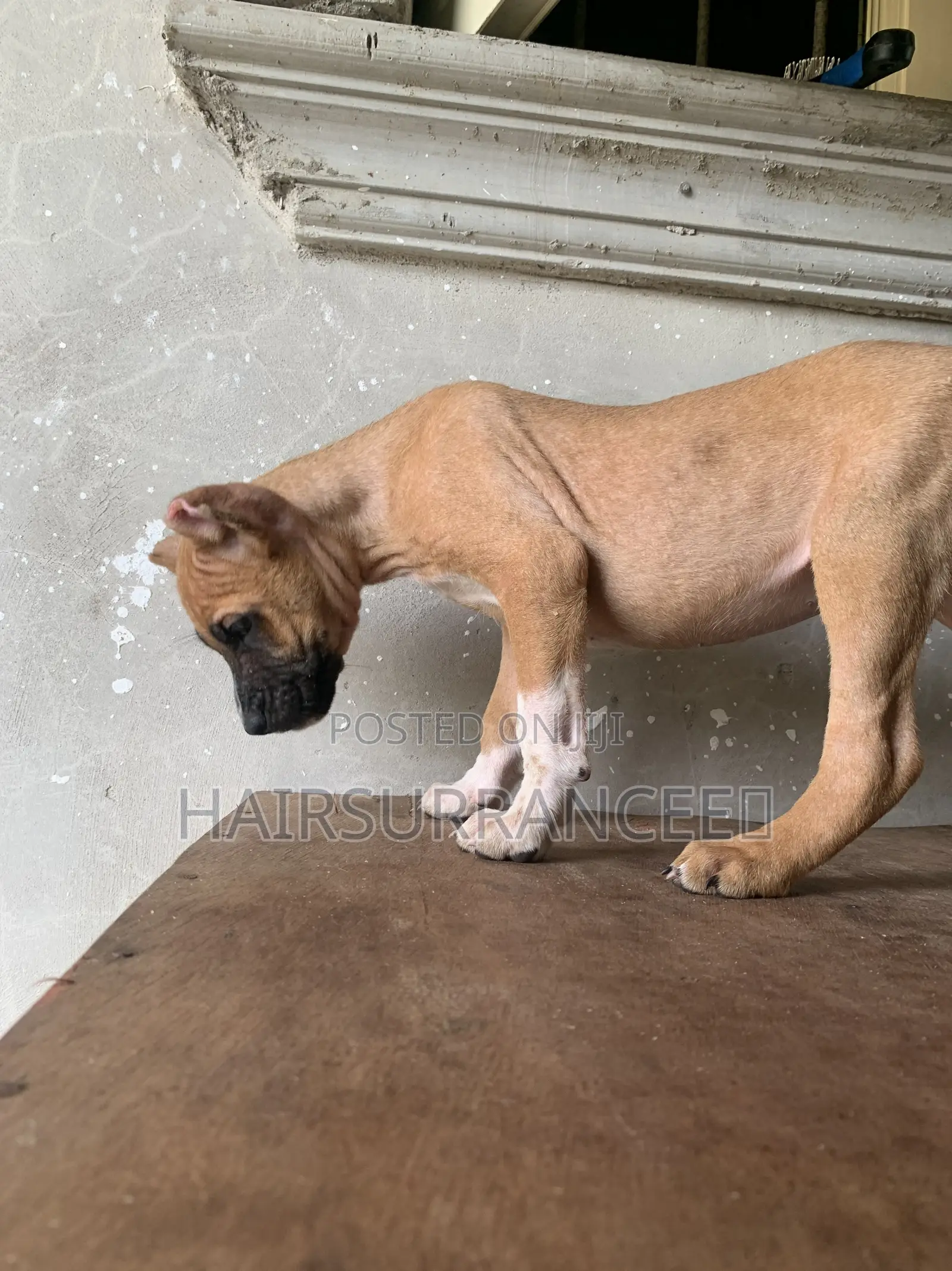 1-3 months Female Mixed Breed American Bully