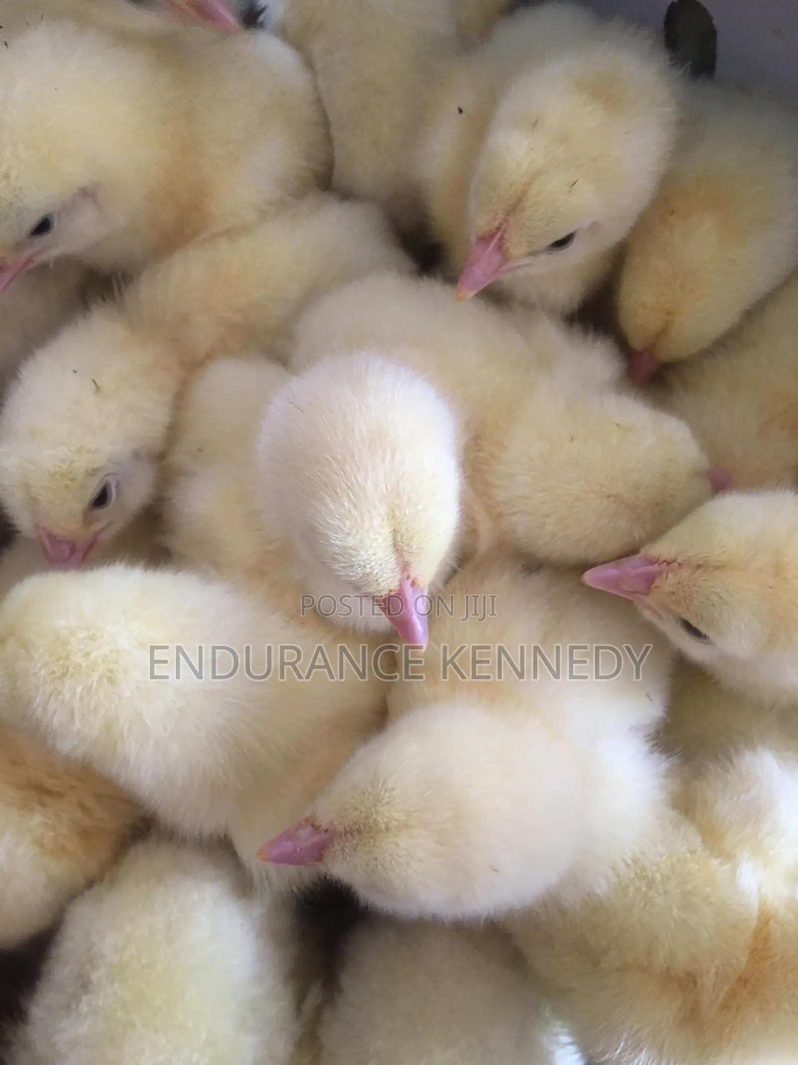 Day Old Chicks