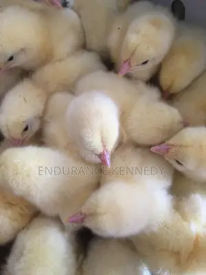 Day Old Chicks