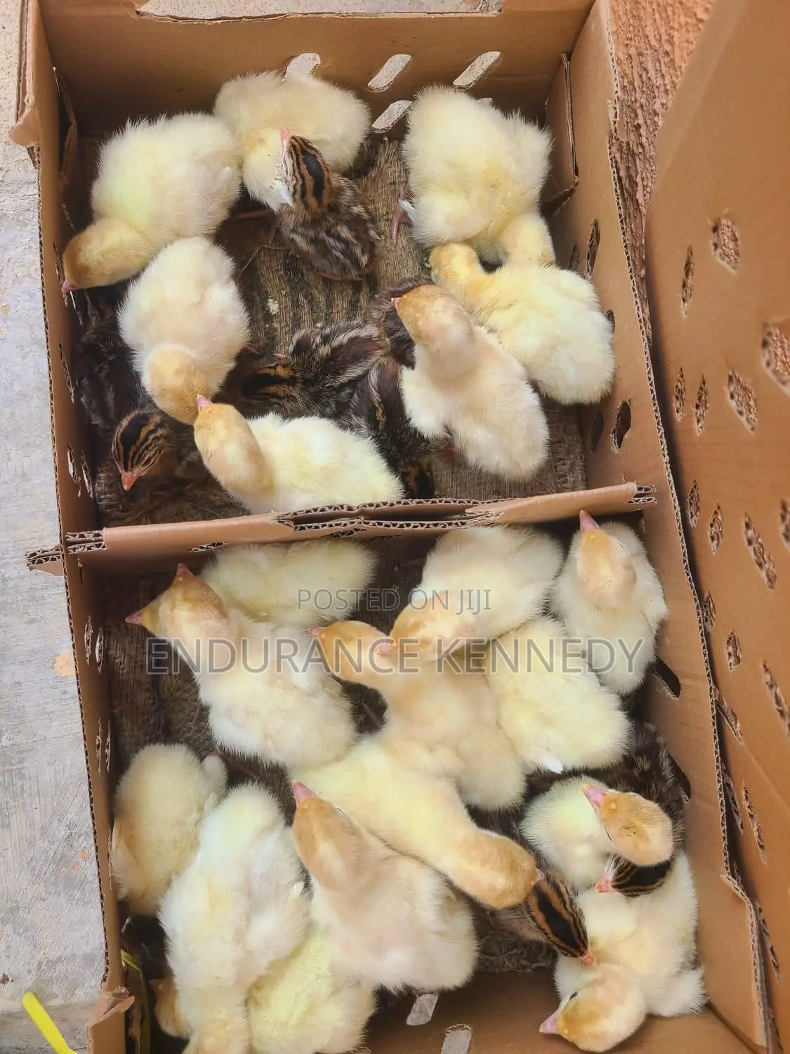 Day Old Chicks