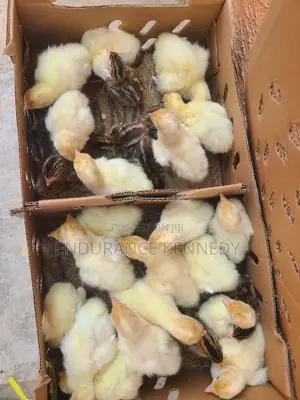 Day Old Chicks