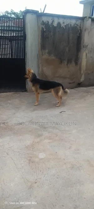 1+ year Male Purebred German Shepherd