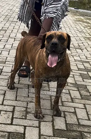 1+ year Female Purebred Boerboel