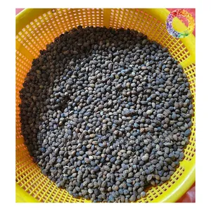 Dried Pawpaw Seeds Per 4Litres Paint Bucket. Papaya Seeds.