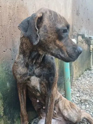 1+ year Female Purebred Boerboel