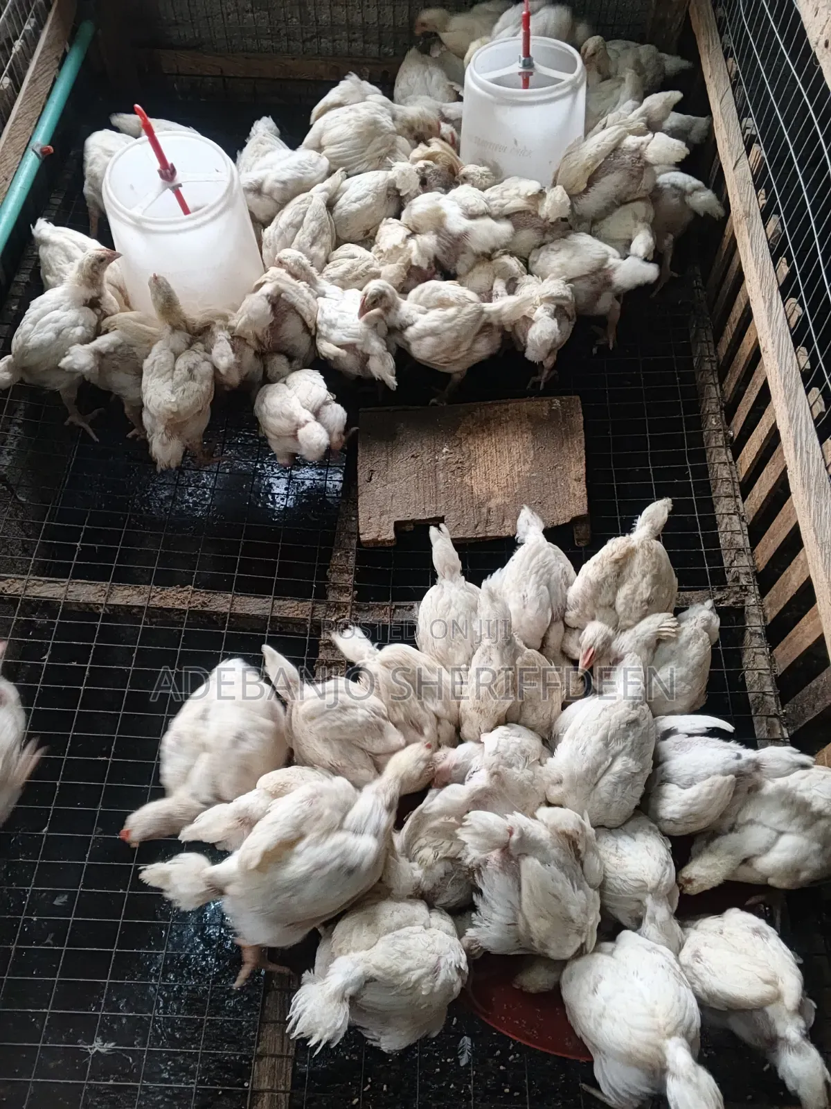 4 Weeks Broilers