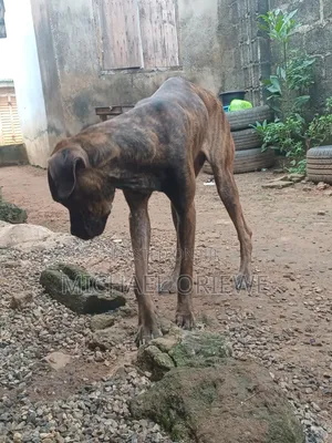1+ year Female Purebred Boerboel