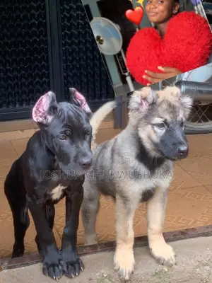 3-6 months Male Purebred Caucasian Shepherd