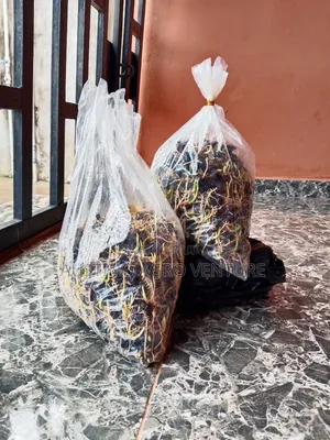 F1 Sprouted Tenera Seeds Available