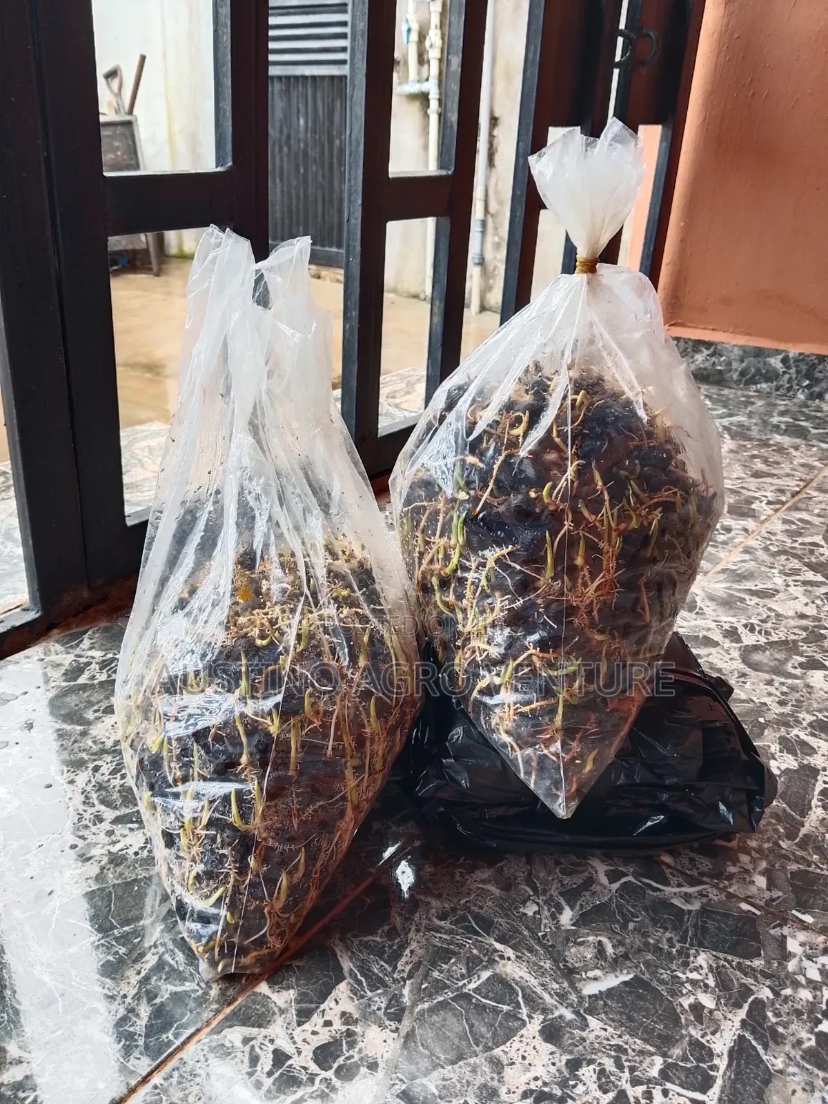 F1 Sprouted Tenera Seeds Available