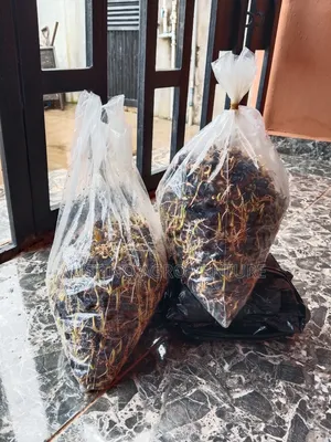 F1 Sprouted Tenera Seeds Available