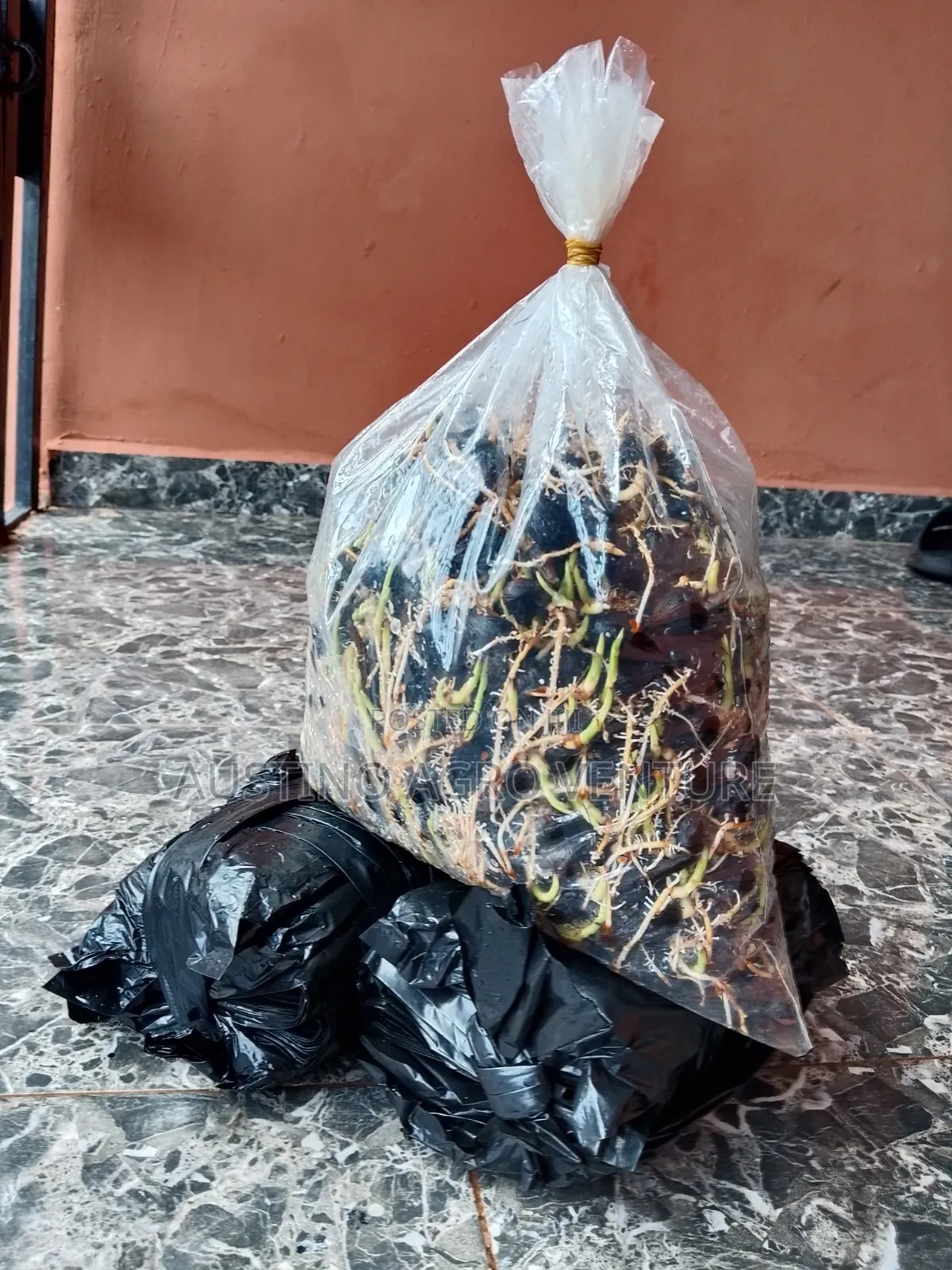 F1 Sprouted Tenera Seeds Available