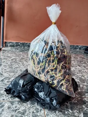 F1 Sprouted Tenera Seeds Available