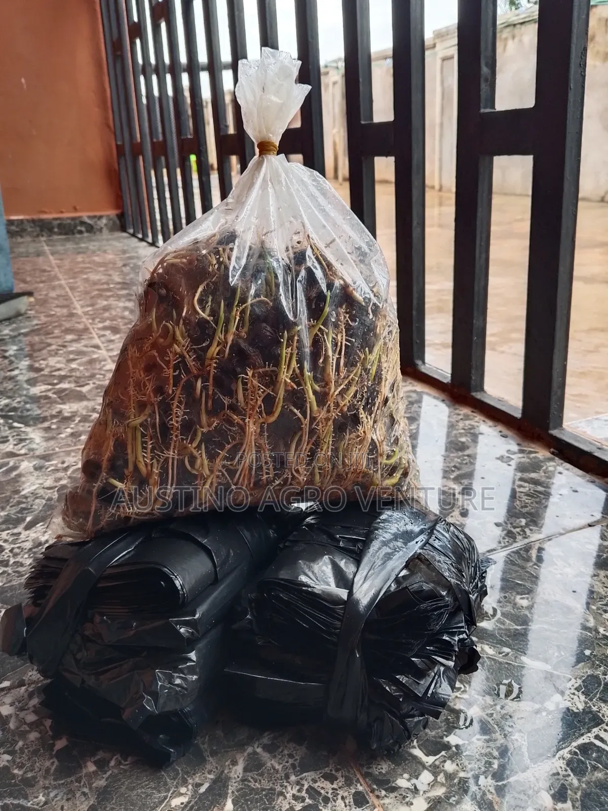 F1 Sprouted Tenera Seeds Available