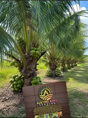 Special Dwarf Coconut Seedlings Available