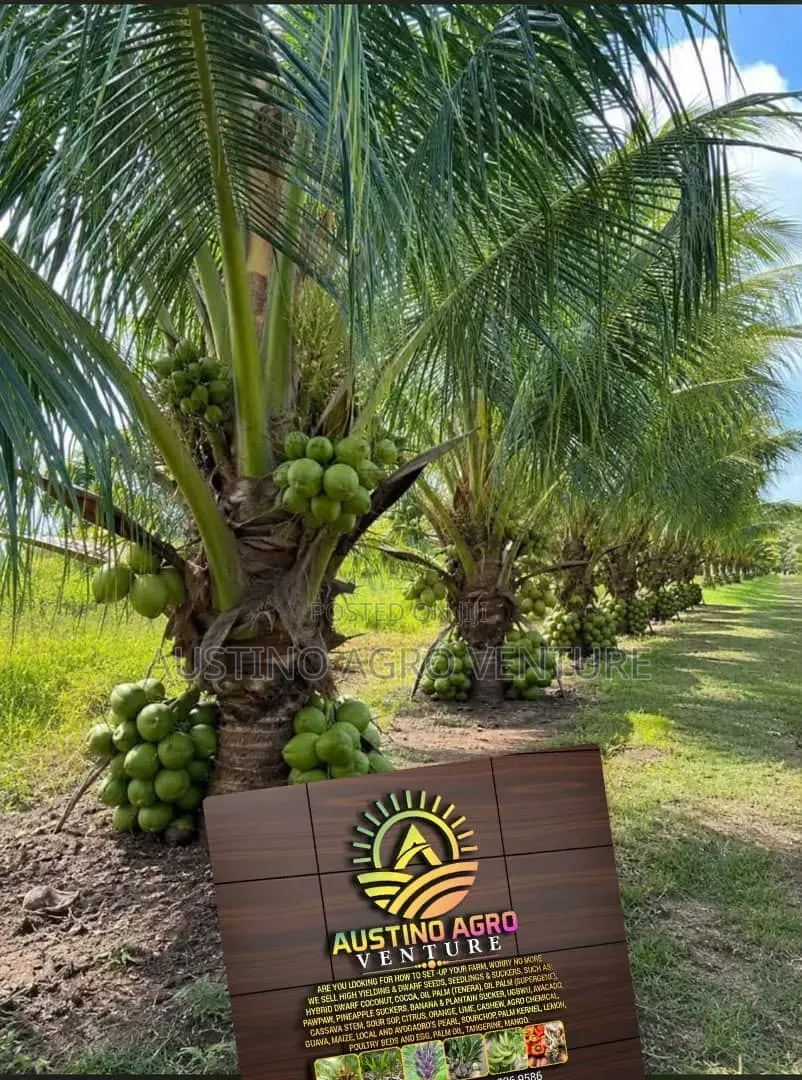 Special Dwarf Coconut Seedlings Available