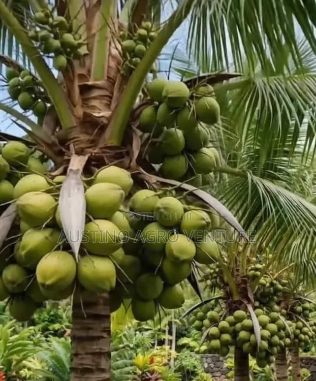 Special Dwarf Coconut Seedlings Available