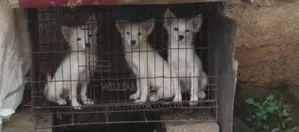 1-3 months Male Purebred American Eskimo