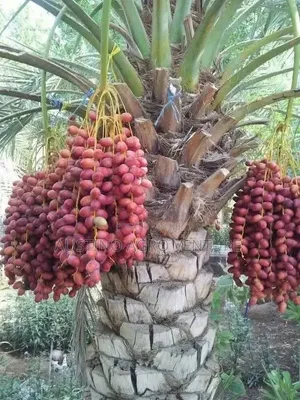 Date Palm Seedlings Available