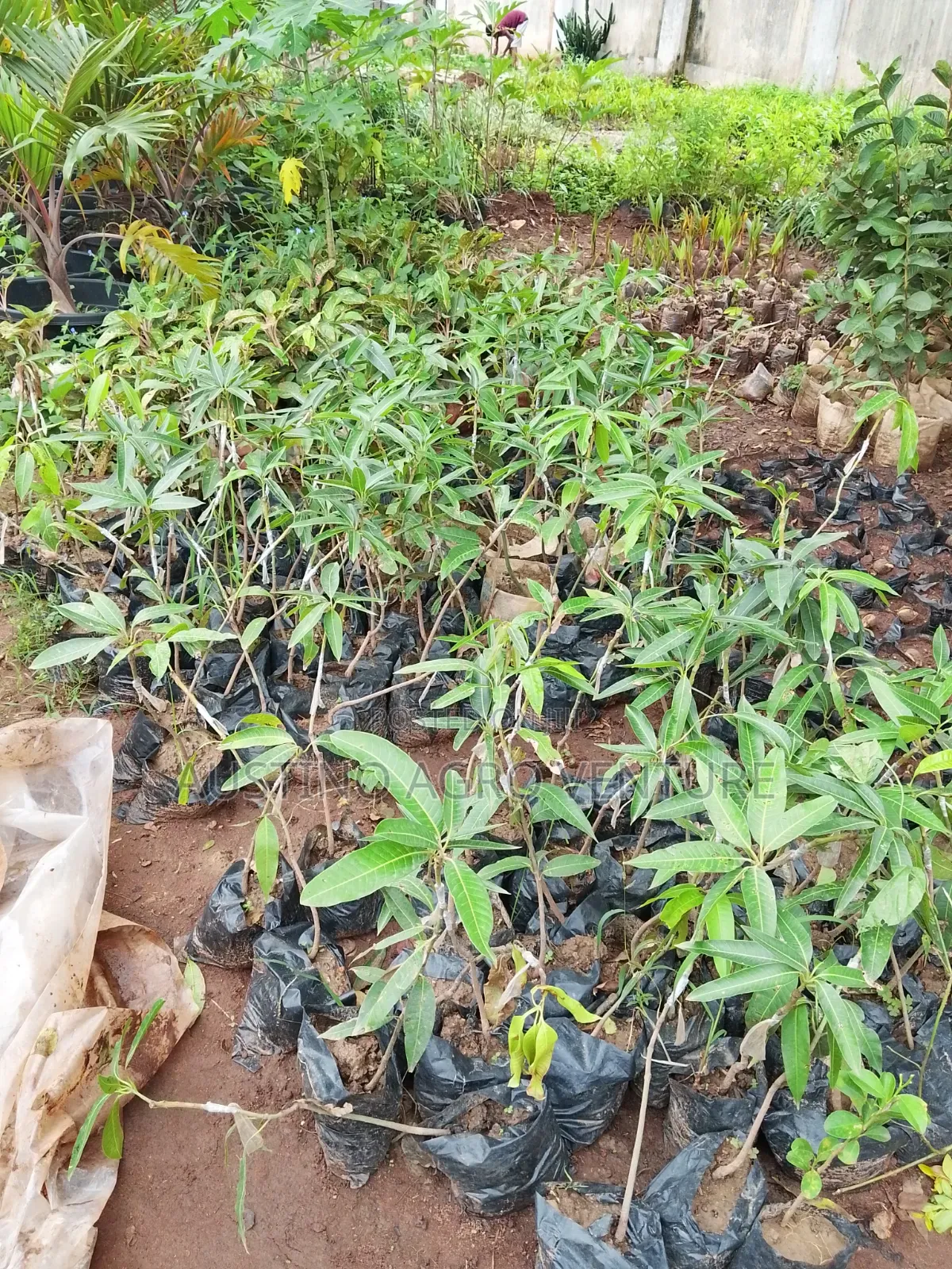 Budded Jumbo Mango Available