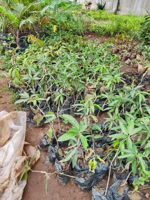 Budded Jumbo Mango Available