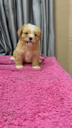 1-3 months Male Purebred Lhasa Apso