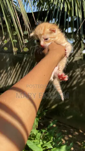 0-1 month Male Purebred American Shorthair