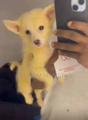 1-3 months Male Purebred American Eskimo