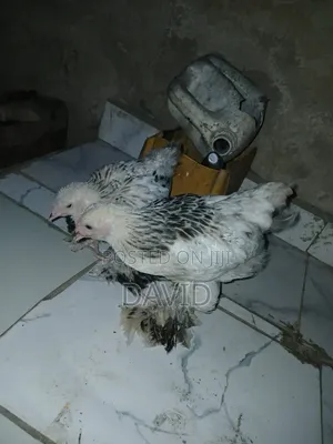 Weeks Old Brahma Chicks