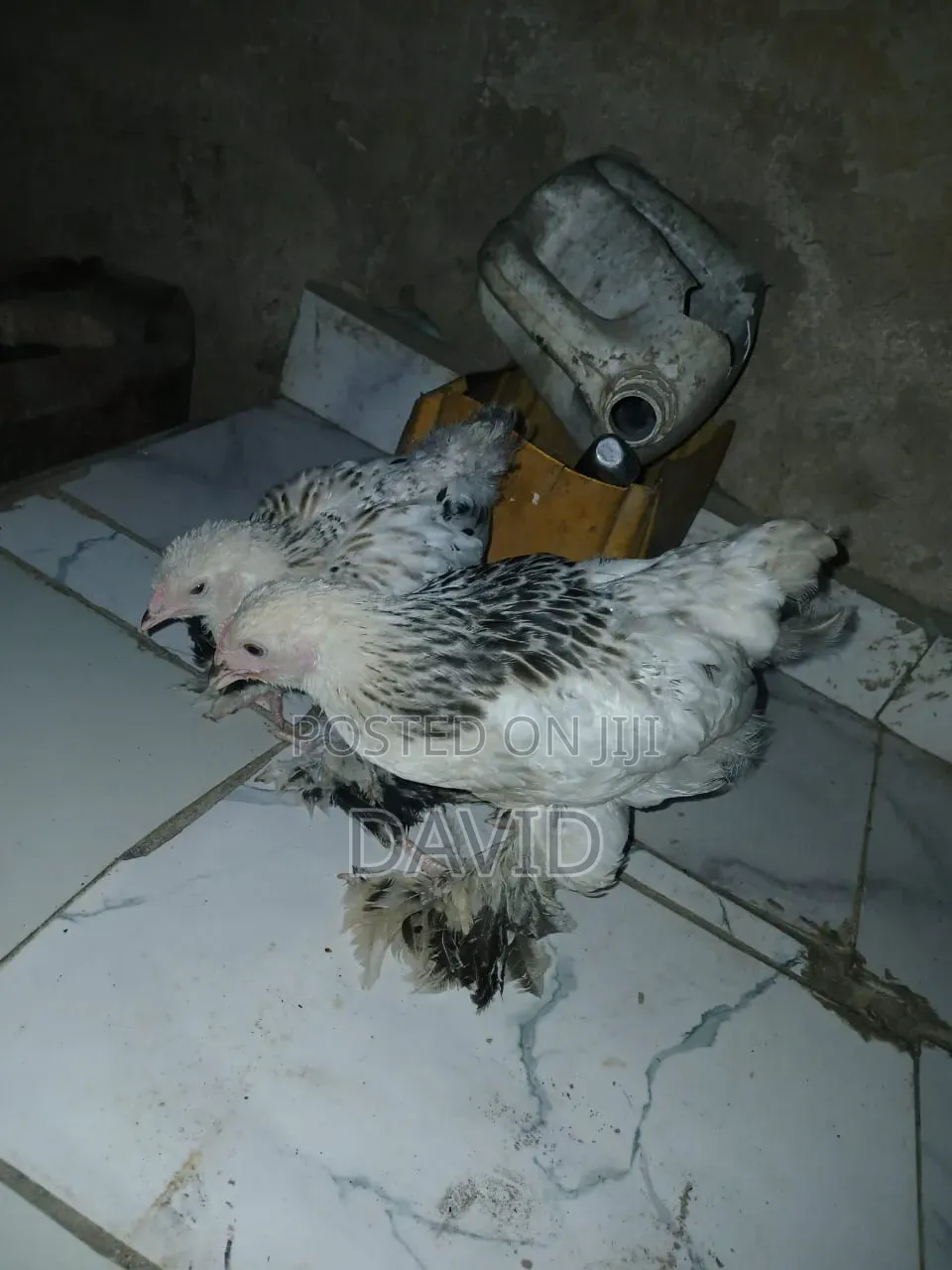 Weeks Old Brahma Chicks