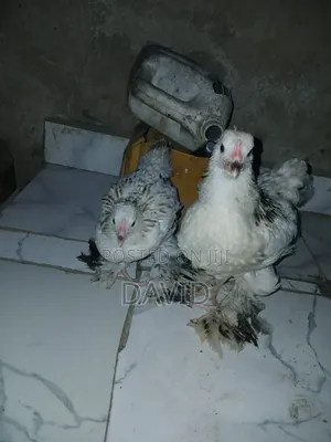 Weeks Old Brahma Chicks